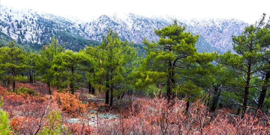 Hatay'da Amanos Dağları etekleri beyaza büründü