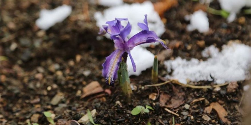 'Baharın müjdecisi' kardelen ve çiğdemler Aralık ayında görüldü