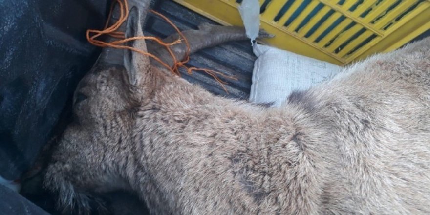 Yaban keçisi vuran avcıya 20 bin lira ceza
