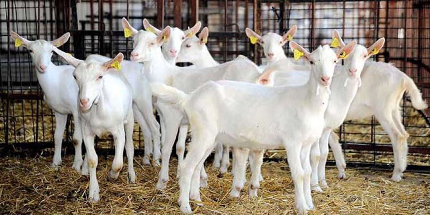 2020 küçükbaş hayvancılıkta hamle yılı olacak