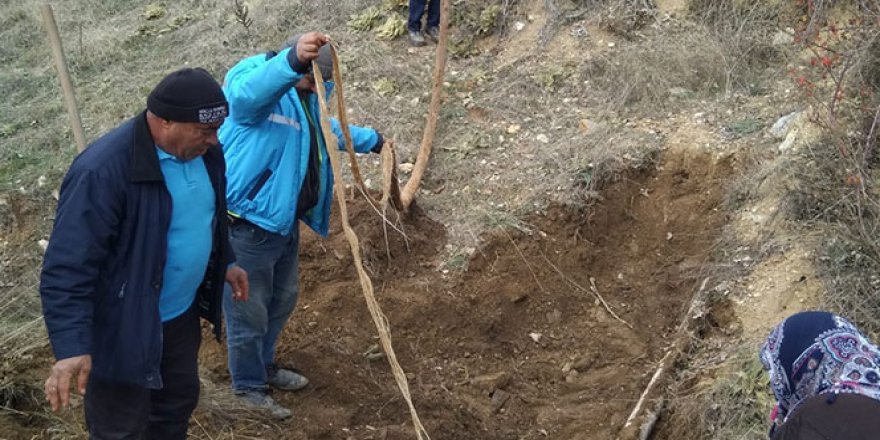 İçme suyu hattından 9 metre ağaç kökü çıktı