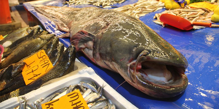 Dev yayın balığı ilgi odağı oldu