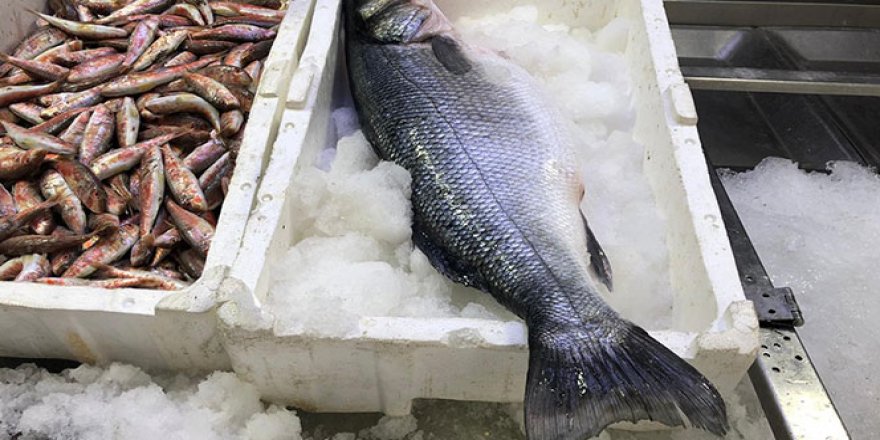 5 kiloluk levrek, 500 liradan satılıyor
