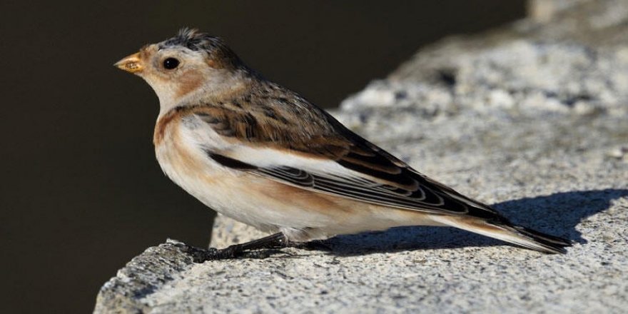 Türkiye'de nadir görülüyor! Zonguldak'ta fotoğraflandı