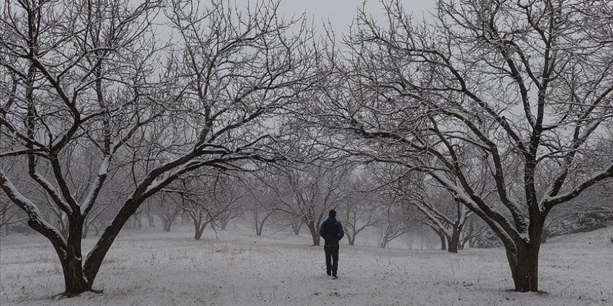 Beyaza bürünen kayısı bahçelerinde kış manzarası
