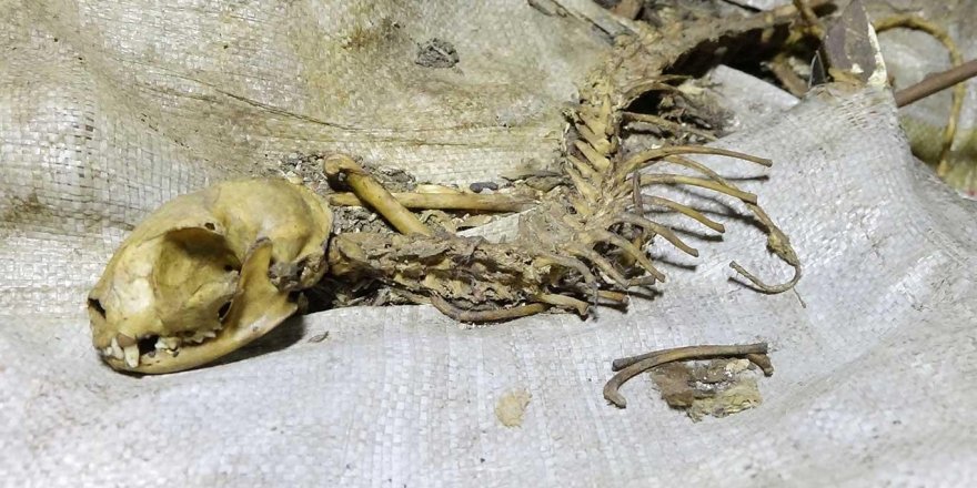 Tarihi Sur'da esrarengiz hayvan iskeleti bulundu