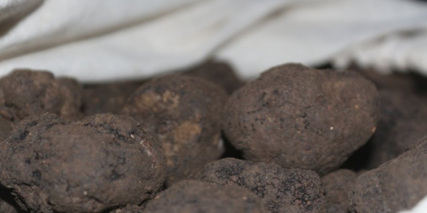 80 kilo trüf mantarı 27 bin liraya satıldı