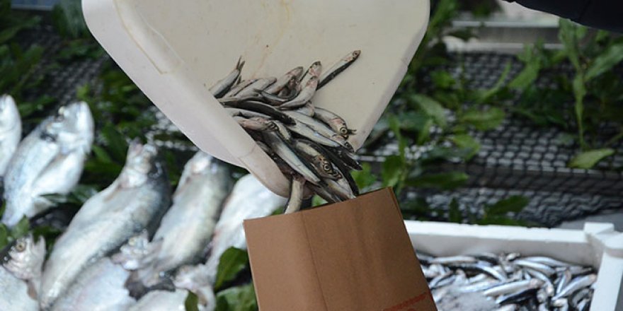 Gürcistan hamsisi tezgahları süslüyor