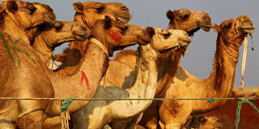 Avustralya'da vahşet: Binlerce deve kurşuna diziliyor