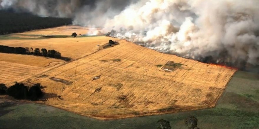 Kanguru Adası'nın üçte biri yandı