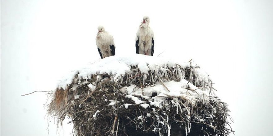 3 yıldır göç etmeyen leylekler köyün maskotu oldu