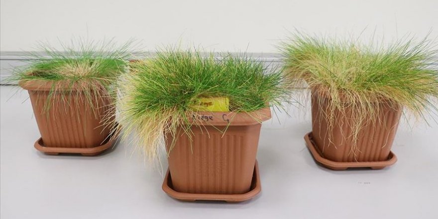 Antarktika'dan getirilen iki bitki türünün DNA'sı inceleniyor