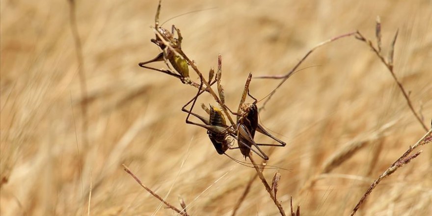 Kenya’dan çekirge istilasına karşı çözüm önerisi: Yiyin