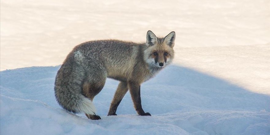 Çetin kışta aç kalan tilkinin yiyecek arayışı