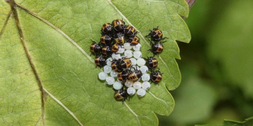 İstilacı böcekler tarım arazilerinden sonra ormanlara yöneldi