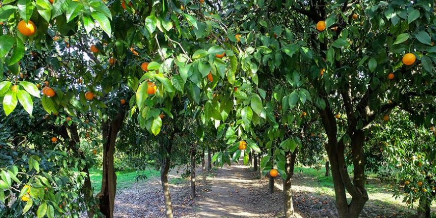 'Narenciyenin gen merkezi'nde görsel şölen
