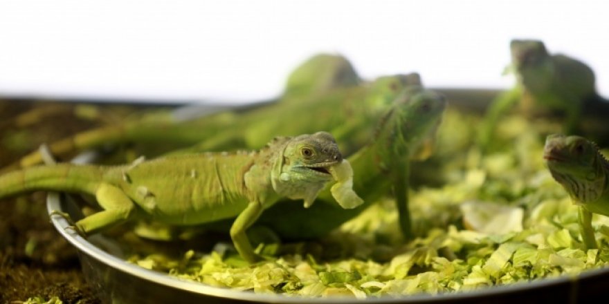 Bursa'da iguanaların beslenme saati