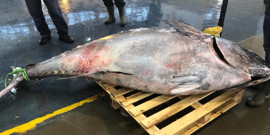 Sardalya avlarken, 450 kiloluk orkinos yakaladılar