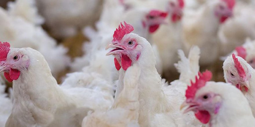 Tavuk eti üretimi 168 bin 7 ton olarak gerçekleşti
