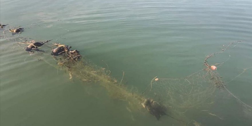 Sapanca Gölü'nde 'hayalet ağ' nedeniyle ördek ve balıkların telef olmasına inceleme