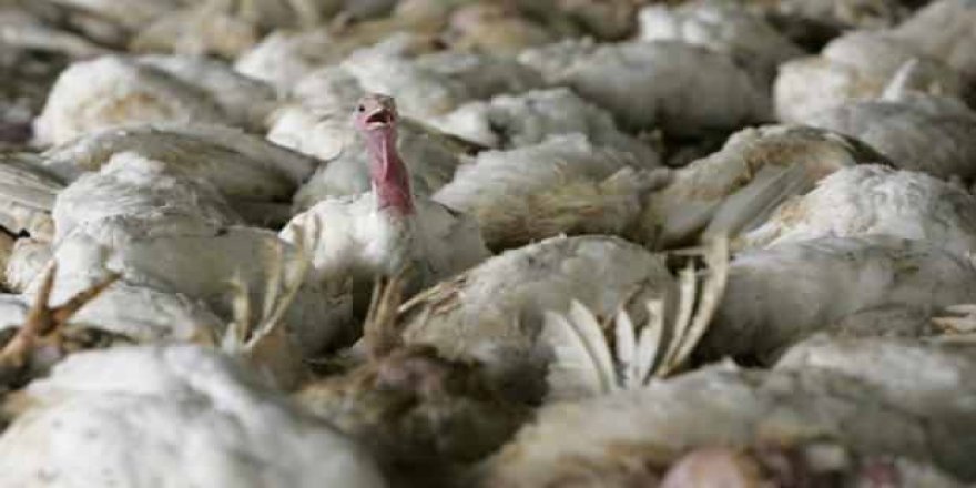 Macaristan da kuş gribi alarmı