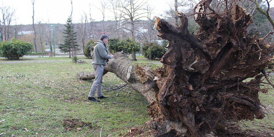 Ağaç yıkılmalarına röntgen ve tomografi ile önlem