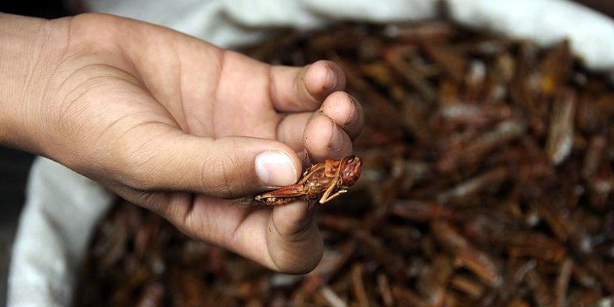Çöl çekirgeleri gıda güvenliği için benzeri görülmemiş bir tehdit