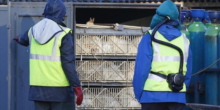 Polonya'da kuş gribi nedeniyle 100 binden fazla kümes hayvanı itlaf edildi