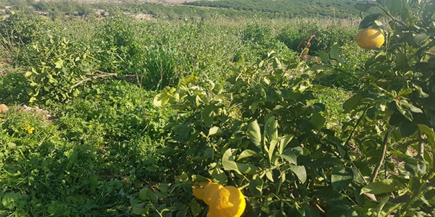 Orman arazisine dikilen limon ağaçları kesildi