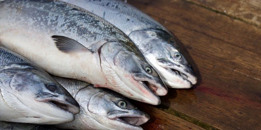 Küresel ısınma sofradaki balık çeşitliliğini tehdit ediyor