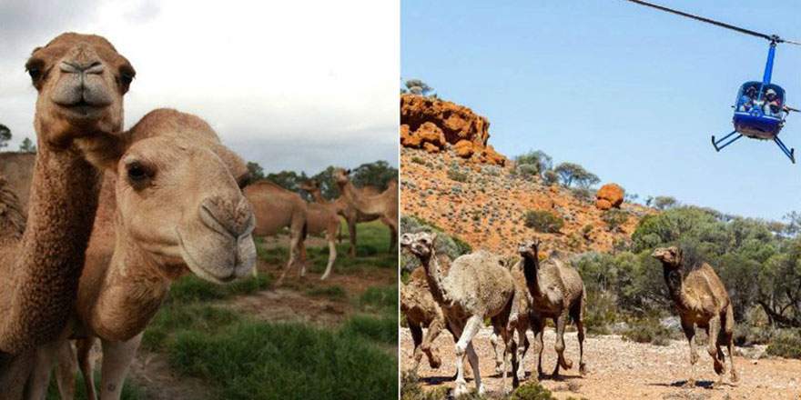 Vahşet gerçekleşti: 5 binden fazla deve keskin nişancılarla itlaf edildi