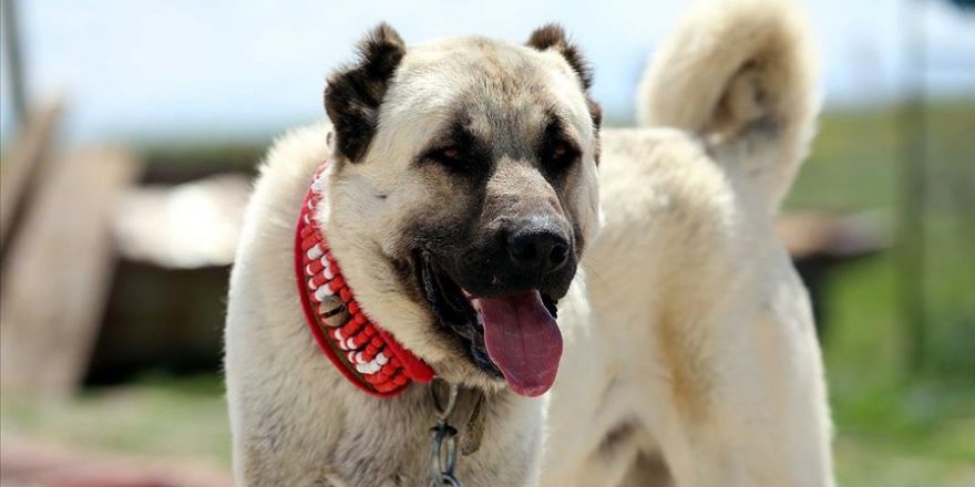 'Anadolu aslanı' için 7 milyon liralık tesis kurulacak