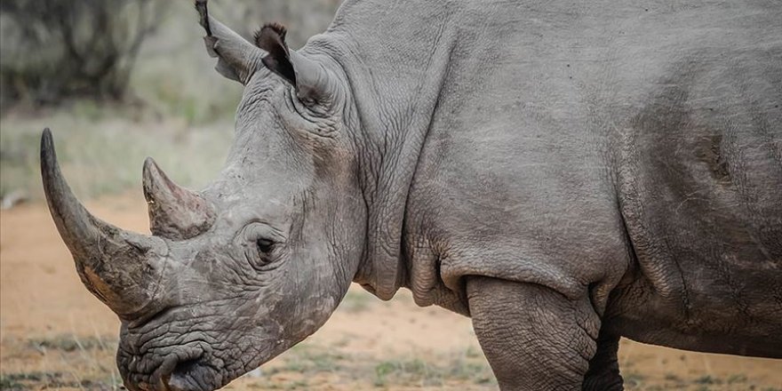 Nesli tükenmekte olan kuzey beyaz gergedanı kurtuluyor