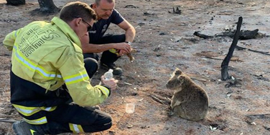 Avustralya'daki yangınlarda bir milyardan fazla hayvan yok olabilir