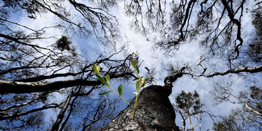 Avustralya'daki yangınlar 'hava sıcaklığını düşürebilir'
