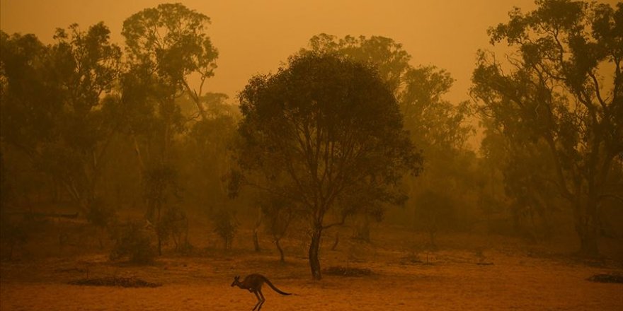 Avustralya'daki yangınlarda itfaiyeciler Wollemi çamlarını korumayı başardı