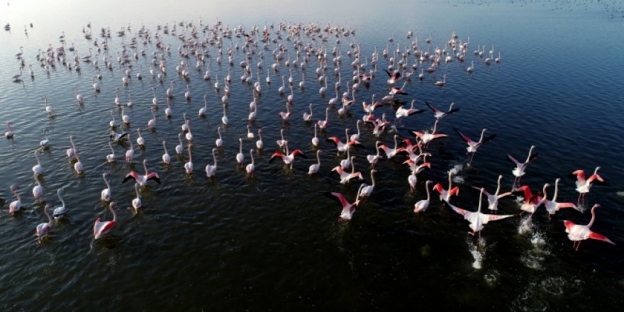 Kış mevsimi ılıman geçince flamingolar göç etmedi