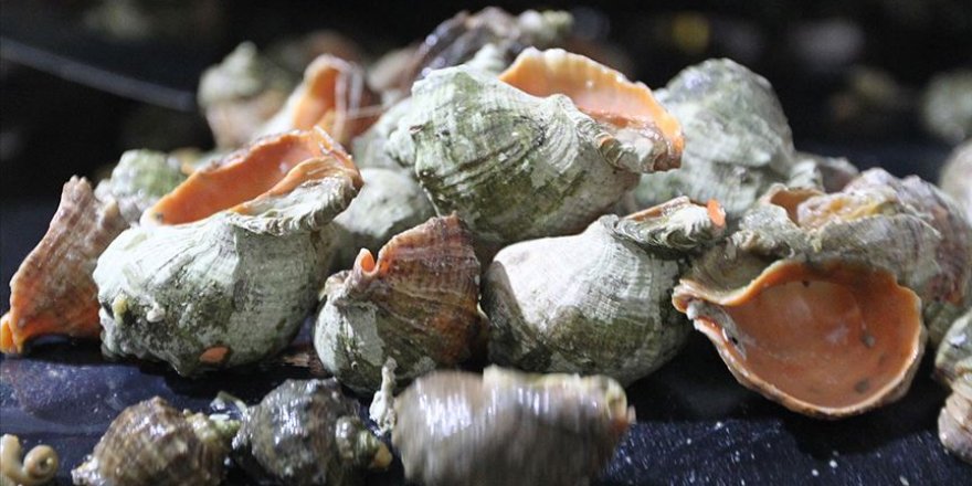 Eski insanların deniz kabuklarından alet yapmak için daldığı iddia edildi