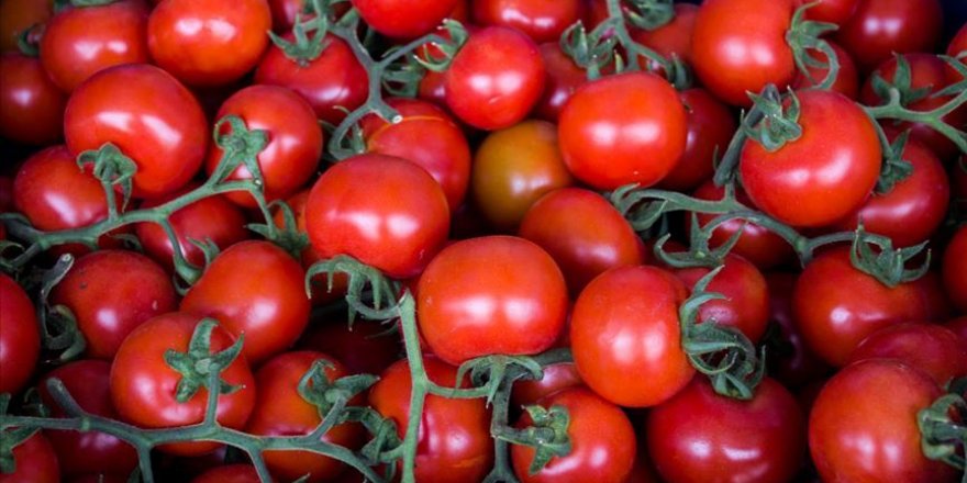Batı Akdeniz'in ihracat şampiyonu 'domates' oldu