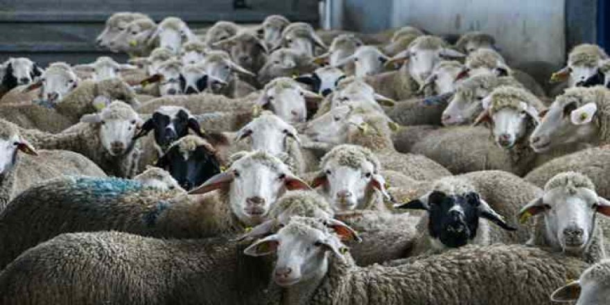 Türkiye'de bir ilk: 150 bin hayvanın soy kütüğü oluşturulacak