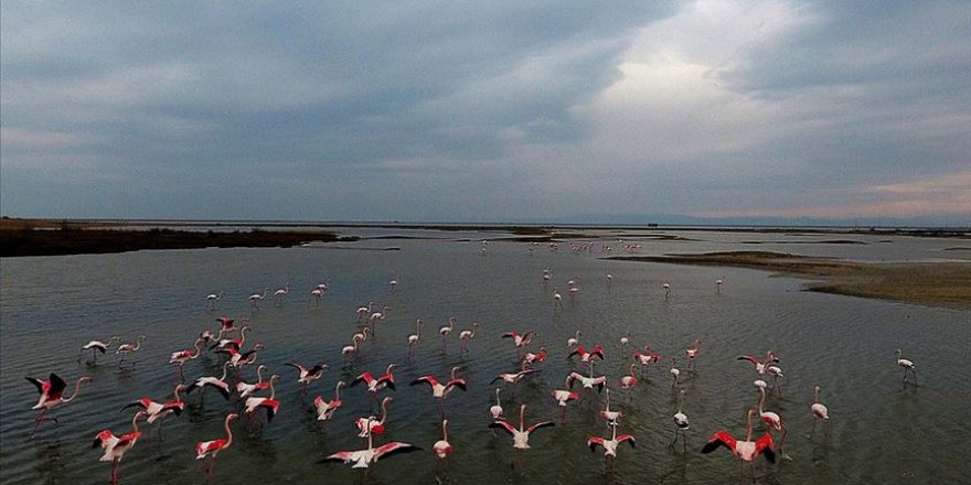 Edirne'nin 'kışlık misafirleri' sulak alanları renklendiriyor