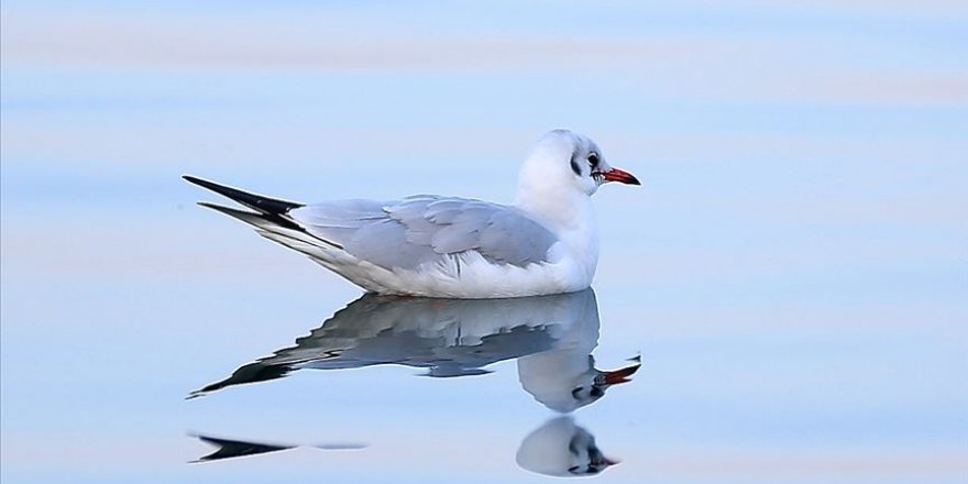 Nesli tehlike altındaki kuşların uğrak mekanı: Sapanca Gölü