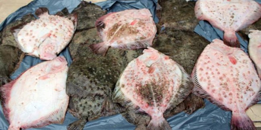 Kalkan balığının fiyatı dudak uçuklatıyor