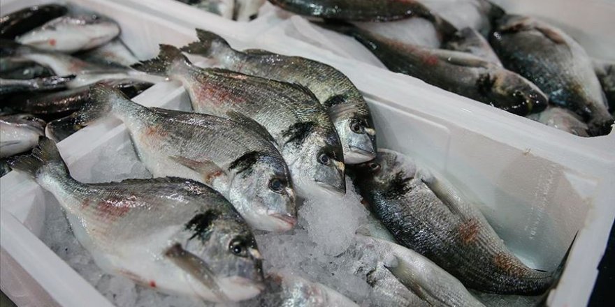 Türkiye'nin su ürünleri ihracatı levrek ve çipurayla rekora koştu