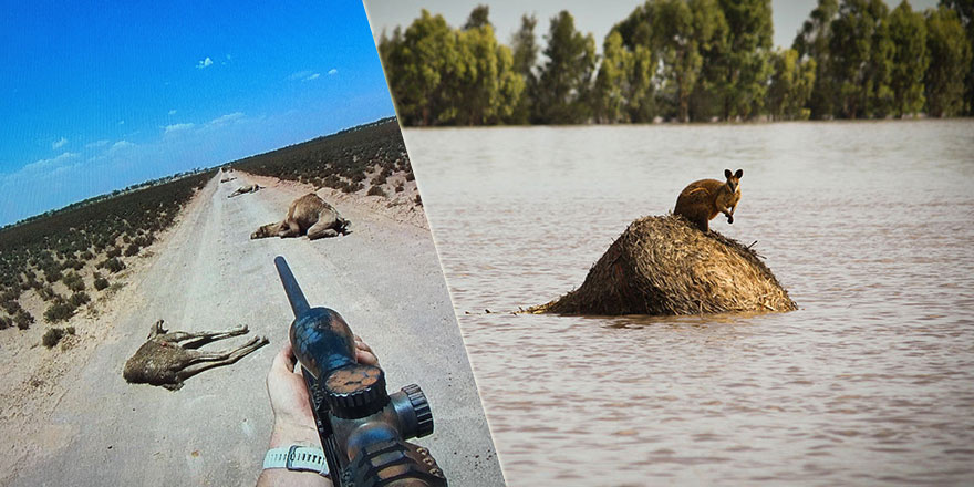 Develeri 'çok su içiyorlar' diye öldüren Avustralya’ya yüzyılda bir görülen yağmur yağdırıldı