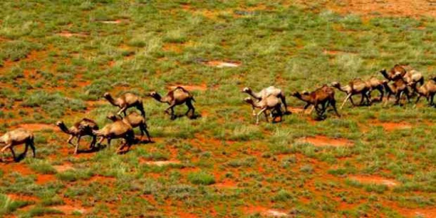Deve katliamını durdurmak için imza kampanyası