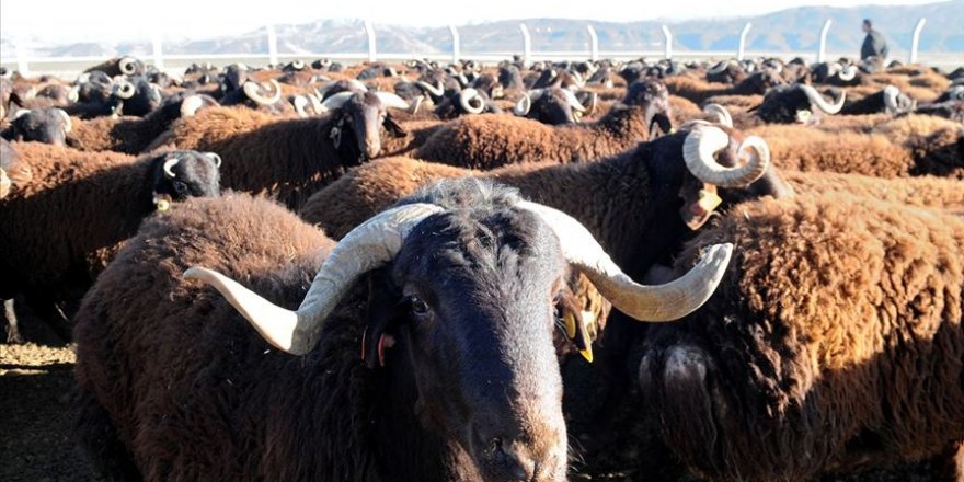 Küçükbaş hayvancılığa yerli ve milli teknolojik destek