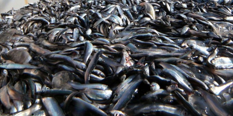 Hava şartları hamsinin fiyatını yükseltti
