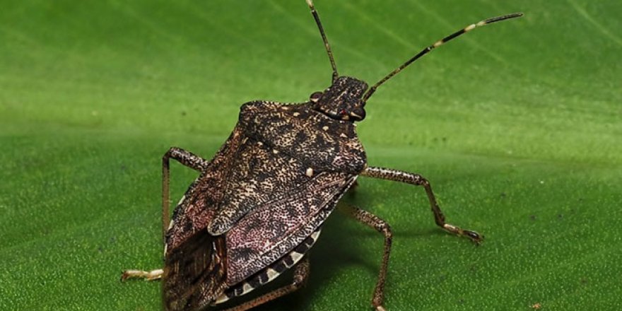 Kahverengi kokarca istilasına ‘Samuray' çözümü