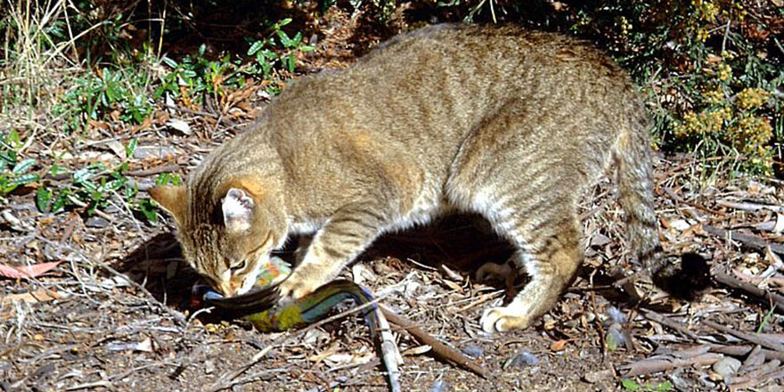Avustralya akıllanmıyor: Şimdi de kedileri katledecekler